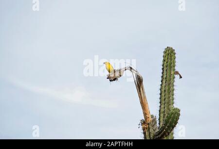 Safran-Finch auf Kaktus Stockfoto