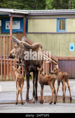 Ein Kuhelch (Alces alces) mit seltenen Dreierkälbern, die aus einer Pfütze auf dem Parkplatz der Denali Post, des Denali National Park und des PR... Stockfoto