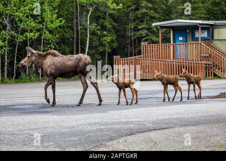 Ein Kuhelch (Alces alces) Mit seltenen Drillekälbern, die aus einer Pfütze in der trinken Parkplatz der Denali Post Stockfoto