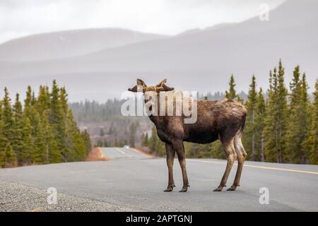 In der Mitte der Parkstraße steht ein Bullenelch (Alces alces) mit Geweih in Samt und blickt auf die Kamera, den Denali Nationalpark und das Naturschutzgebiet Stockfoto