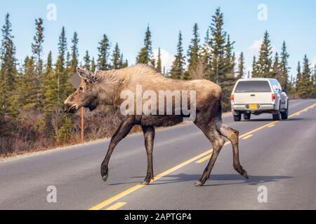 Eine Kuhelche (Alces alces) überquert die Parkstraße, nachdem ein Auto um sie geschwommen ist, Denali National Park and Preserve; Alaska, Vereinigte Staaten von Amerika Stockfoto