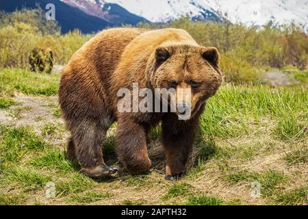 Brown Bear Sow (Ursus arctos), Alaska Wildlife Conservation Center; Portage, Alaska, Vereinigte Staaten von Amerika Stockfoto