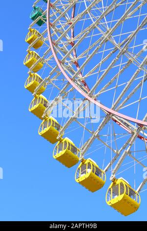 Riesenferris-Radschoten Stockfoto