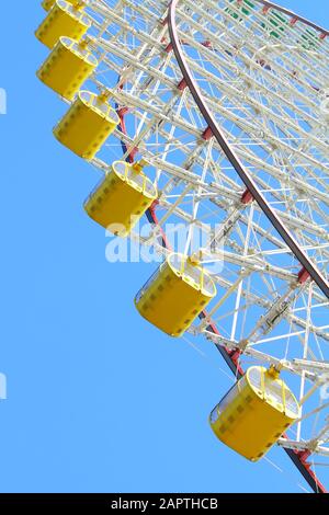 Riesenferris-Radschoten Stockfoto