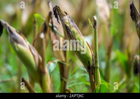 Ähren von Mais auf Stielen in einem Feld; Shan Staat, Myanmar Stockfoto