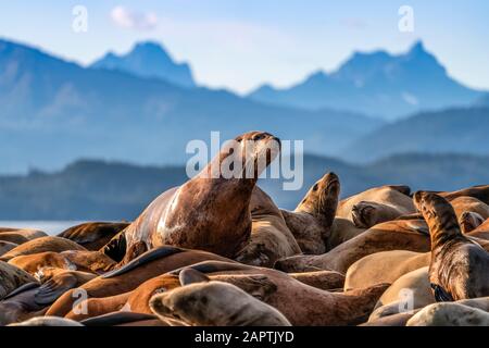 Steller Seelöwen (Eumetopias jubatus) auf dem Spedition, Inside Passage, Lynn Canal, Southeast Alaska; Alaska, Vereinigte Staaten von Amerika Stockfoto