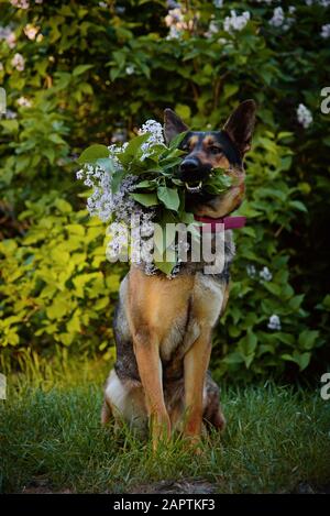 Hundemasse deutscher Hirte, der mit einem lilakalen Blumensträuß im Mund auf dem Gras sitzt. Frühlings-Porträt. Stockfoto