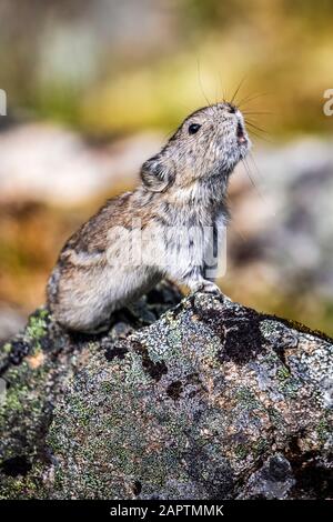 Ein Colmared Pika (Ochotona collaris) gibt Alarm, wenn ein Goldener Adler über dem Himmel fliegt. Pikas überwintern nicht und sind eigentlich kleine Mitglieder der ... Stockfoto