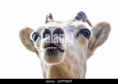 Dall Schafe Mutterschafe (Ovis dalli) Steht auf einem Felsvorsprung mit Blick auf das Wasser von Turnagain Arm südlich von Anchorage in Süd-Zentral-Alaska Stockfoto