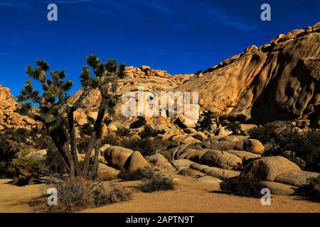 Joshua Tree National Park California USA. Joshua Tree, Yucca Palm oder Tree Yucca (Yucca brevifolia). Stockfoto