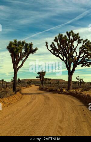 Joshua Tree National Park California USA. Joshua Tree, Yucca Palm oder Tree Yucca (Yucca brevifolia). Stockfoto