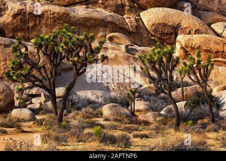 Joshua Tree National Park California USA. Joshua Tree, Yucca Palm oder Tree Yucca (Yucca brevifolia). Stockfoto