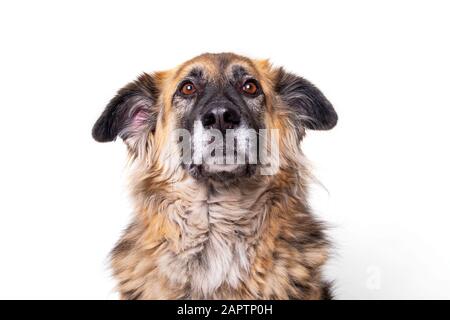 Hund posiert für Porträts auf weißem Hintergrund; Studio Stockfoto