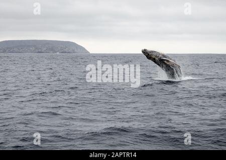 Buckelwale, die vor der Küste von Puerto Lopez, Ecuador, mit einem Rückenflip in der Nähe der Isla de la Plata brechen. Stockfoto