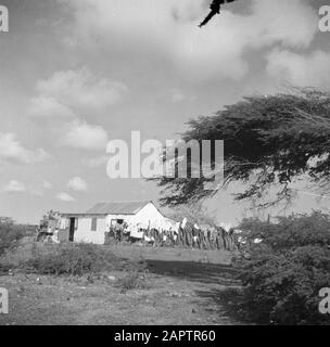 Reisen Sie nach Suriname und zum Cottage der niederländischen Antillen auf Aruba Datum: 1947 Ort: Aruba Schlüsselwörter: Residenzen Stockfoto
