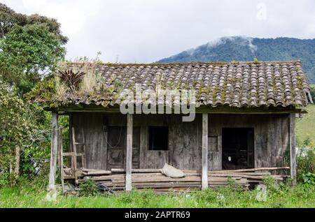 Altes verfallenes Haus im Wald von Ecuador. Darin wachsen Bäume. Stockfoto