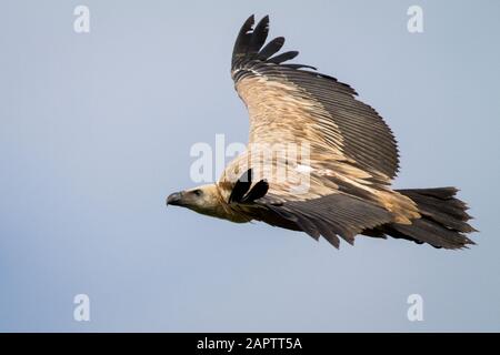 Gänsegeier Stockfoto