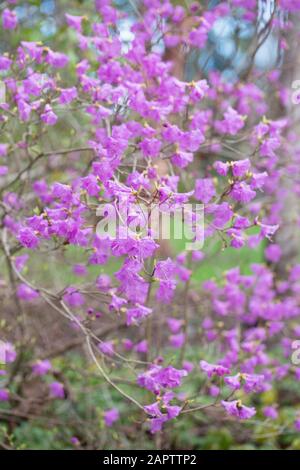 Rhodendron mucronulatum, auch bekannt als koreanischer Rhodendron, blüht im Januar in Eugene, Oregon, USA. Stockfoto