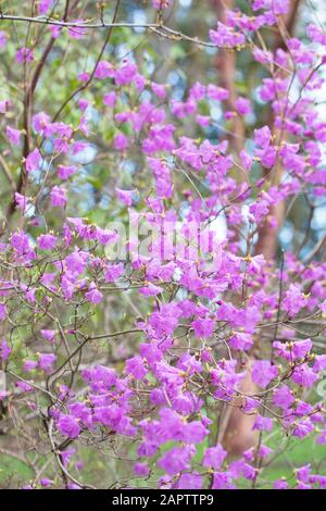 Rhodendron mucronulatum, auch bekannt als koreanischer Rhodendron, blüht im Januar in Eugene, Oregon, USA. Stockfoto