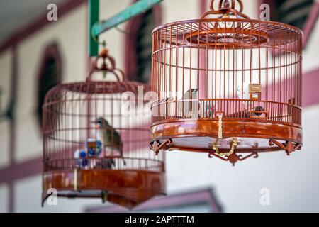 Vögel in Käfigen zum Verkauf an Vögel Markt, Kowloon Hong Kong, beliebtes Touristenziel. Stockfoto