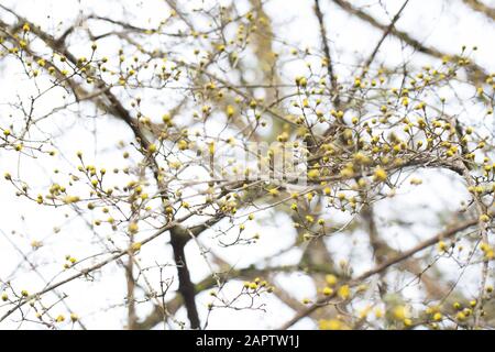 Cornus mas (Cornelian Cherry) im Winter in Eugene, Oregon, USA. Stockfoto