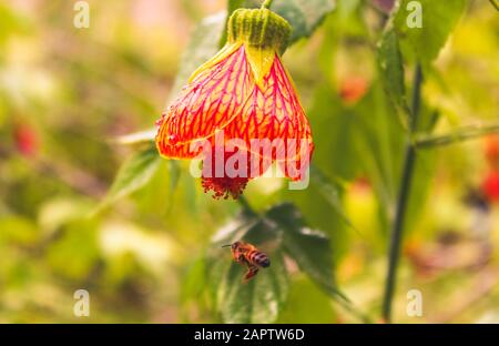 Eine wilde Biene, die unter einer Blume schwänzelt, in einem Blumengarten. Stockfoto