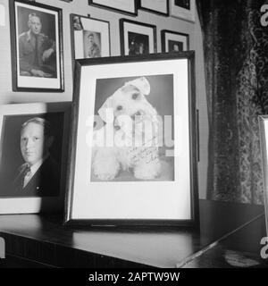 Die königliche Familie im Palast Soestdijk Hat Ein Porträtfoto eines Hundes von Fürst Bernhard Date: CA. 1947 Ort: Baarn, Utrechter (Provinz) Schlagwörter: Hunde, Königshaus, Porträts Stockfoto