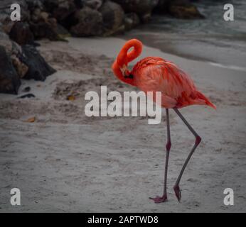 Flamingo Beach, Renaissance Island Aruba. Flamingos durchstreifen das Sonnenbaden am Strand. Stockfoto