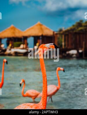 Flamingo Beach, Renaissance Island Aruba. Flamingos durchstreifen das Sonnenbaden am Strand. Stockfoto