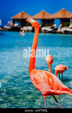 Flamingo Beach, Renaissance Island Aruba. Flamingos durchstreifen das Sonnenbaden am Strand. Stockfoto