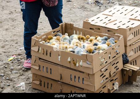 Ein paar Kisten voller Babyküken zum Verkauf auf dem Tiermarkt in Otavalo, Ecuador. Stockfoto