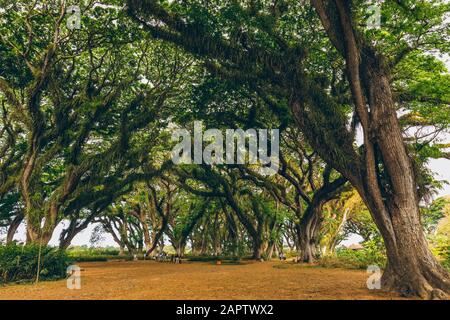 Schöner Wald von Jawatan Perhutani, in der Nähe von Banyuwangi; Java, Indonesien Stockfoto