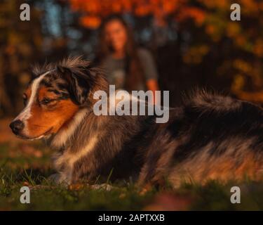 Woodlawn Cir und Opp Indian Hill St, East Hartford, CT 06108, USA - 04.11.2019. Das Herbstlaub genießen, spielen Mädchen/Teenager/Frauen mit Mini-Aussi Stockfoto