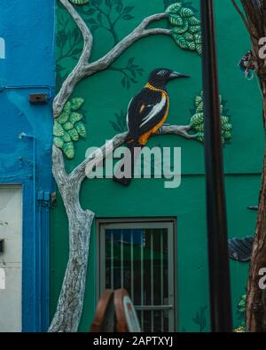 Wandkunst der Kanarenvögel Tiere und Pflanzen in einem Café versteckt zwischen Gassen. Stockfoto
