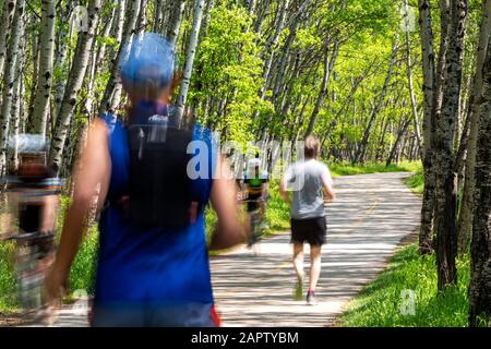 Radfahrer und Läufer auf einem von einem Espenwald umrahmten Wanderweg; Calgary, Alberta, Kanada Stockfoto