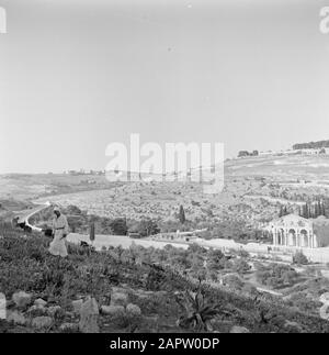 Israel 1948-1949 Jerusalem. Blick auf die Gethsemane-Kirche (Kirche Aller Nationen) und den Ölberg Datum: 1948 Ort: Gethsémané, Israel, Jerusalem, Ölberg Schlüsselwörter: Christenheit, Hügel, Kirchenbauten, Landschaften, Täler Stockfoto