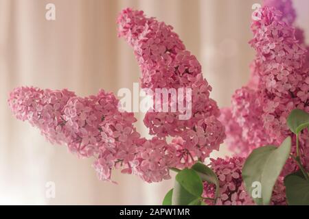 Zartes Bouquet von Flieder auf einem rosa Hintergrund. Verschwommener Hintergrund mit Frühlingsblumen, Bokeh. Blumenstrauß von Flieder Nahaufnahme. Frauentag Stockfoto