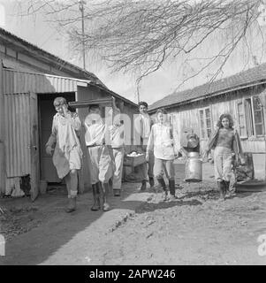 Israel 1948-1949: Kibbutz Ramat Jochanan Jugendliche führen Joggingarbeiten zugunsten der Gemeinde Annotation durch: Kibbutz Ramat Jochanan wird auch als Ramat Yohanan Datum: 1948 Ort: Israel, Kirjat Ata Stichwörter: Zitrusfrüchte, Gebäude, Jugend, Kibbutz, Milchbusse Stockfoto