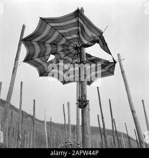 Mosel: Weinanbau Regenschirm auf einem Stock nach Reben Datum: 1960 Standort: Deutschland, Kröv, Rheinland-Pfalz, Westdeutschland Schlagwörter: Hügel, Regenschirme, Weinanbau Stockfoto