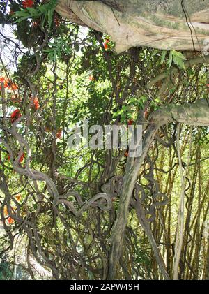 Korkenzieher verholzter Reben mit orangefarbenen Blumen, die um Baumzweige in einem Regenwald in Papaikou, Hawaii, USA gehüllt sind Stockfoto