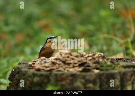 Holznuthatch (Sitta europaea) auf Stumpf im Wald Stockfoto