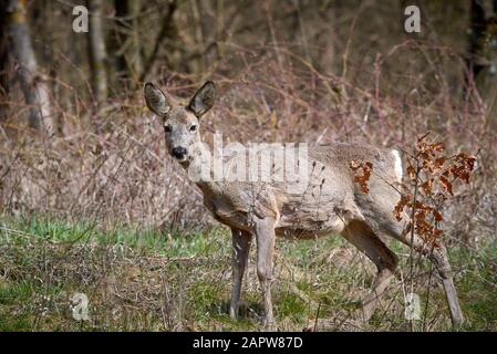 Neugierige Hirsche im Wald (Capreolus Capreolus) Stockfoto