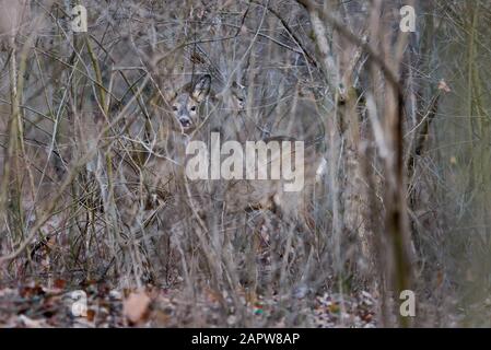 Neugierige Hirsche im Wald (Capreolus Capreolus) Stockfoto
