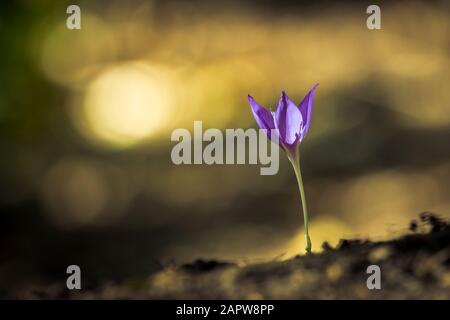 Blaue Blume im Vorderteil Stockfoto