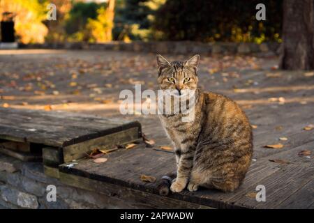 An einem Herbsttag sitzt auf einem Holzboden in einem Park eine tabby- und orangefarbene Katze Stockfoto
