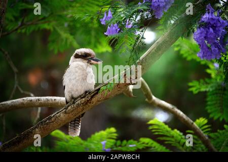 Kookaburra in Jacaranda-Baum Stockfoto