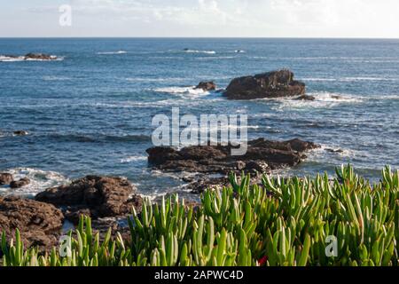 Hottentot liegt auf dem SW-Küstenweg in Cornwall, England Stockfoto