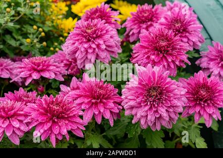 Morgenblick auf die lila Chrysanthemblüte im Botanischen Garten der Burg Hirosaki in Aomori, Japan Stockfoto