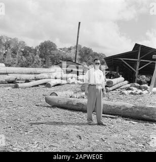 Niederländische Antillen und Suriname zum Zeitpunkt des königlichen Besuches von Königin Juliana und Prinz Bernhard im Jahr 1955 Posierte Man (Journalist?) in einem Sägewerk Datum: 1. Oktober 1955 Standort: Suriname Schlüsselwörter: Holz, Industrie Stockfoto