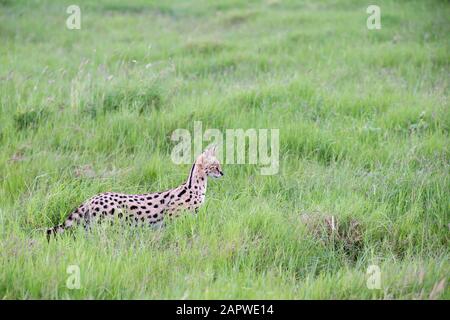Eine Servalkatze im Grasland der Savanne in Kenia Stockfoto